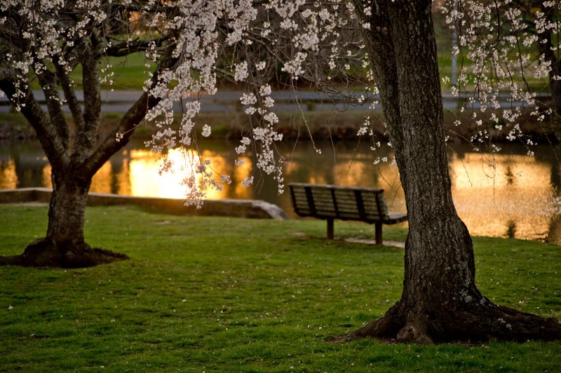 Spring flowers on trees next to a pond with a sunset reflection.